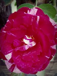 Close-up of wet red rose