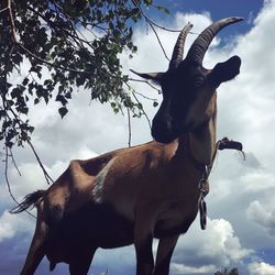 Low angle view of cow standing by tree against sky