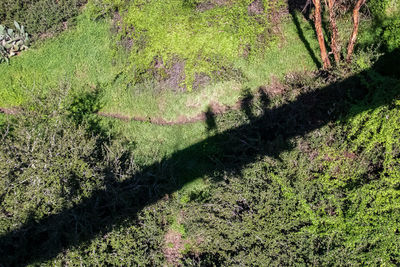 High angle view of trees growing in forest