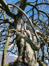 Low angle view of bare tree against sky