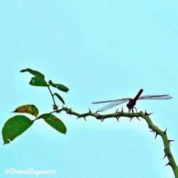 Low angle view of bird perching on flower against clear sky