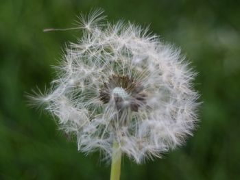 Close-up of dandelion