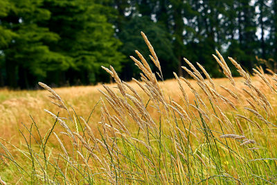 View of stalks in field against the sky