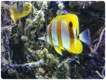 Close-up of yellow fish swimming in aquarium