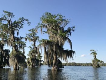 Beautiful lake with cypress trees