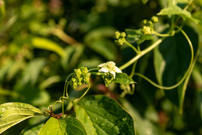 Close up of white bryony flower, bryonia dioica