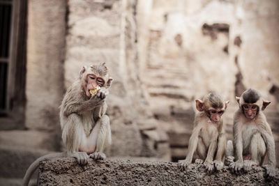 Monkeys sitting on retaining wall