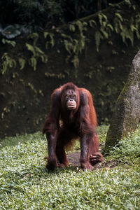 An orangutan walking on the grass field