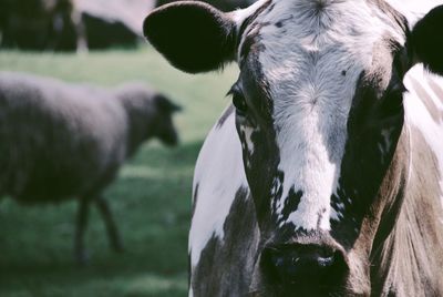 Close-up portrait of cow standing in farm