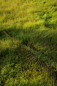 View of grassy field