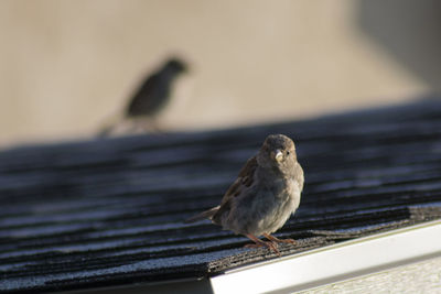 Close-up of bird perching on wood