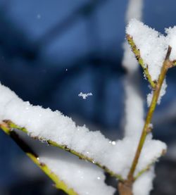 Close-up of snow covered plant