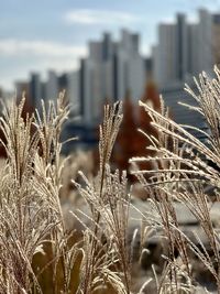 grass