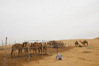 Horses on field against clear sky