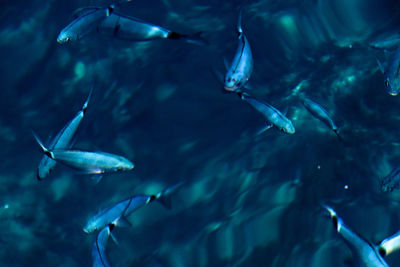 Fish swimming in sea