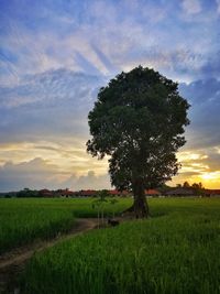 Tree on field against sky during sunset