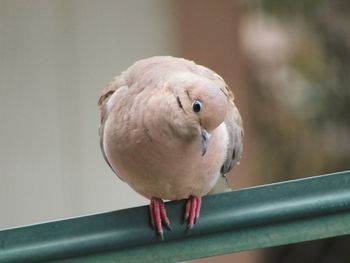 Close-up of bird perching looking down