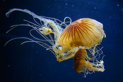 Close-up of jellyfish