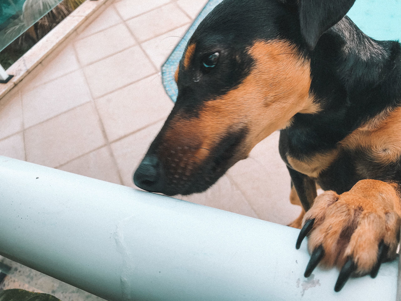 one animal, animal themes, mammal, animal, pets, domestic animals, domestic, canine, dog, vertebrate, no people, relaxation, close-up, looking, high angle view, day, animal body part, indoors, animal head