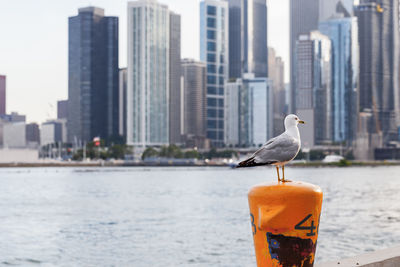 Seagull perching on a city