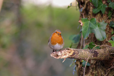 Robin perching on a branch