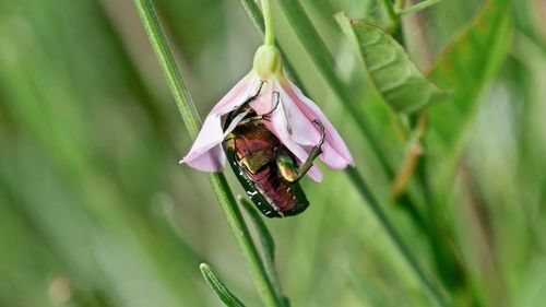 Close-up of butterfly pollinating on purple flower