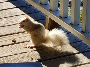 High angle view of cat on boardwalk