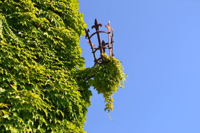 Low angle view of ivy growing on wall against clear blue sky