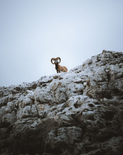 Low angle view of bird on rock