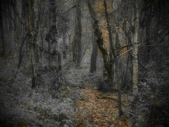 Full frame shot of trees in forest