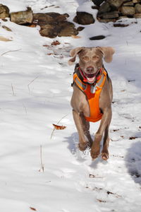 Portrait of weimaraner running on snow covered field