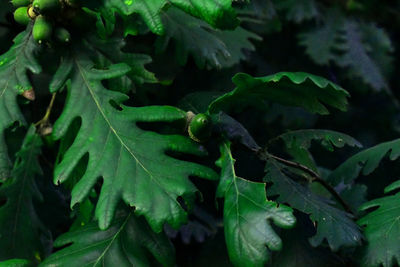 Close-up of fresh green leaves