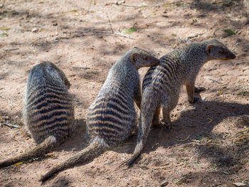 Close-up of family of striped mongoose at chobe national park, botswana