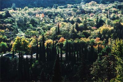 Plants and trees on landscape