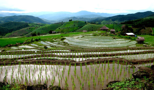 Scenic view of rice paddy field against sky