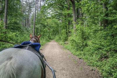 Man riding horse cart in forest