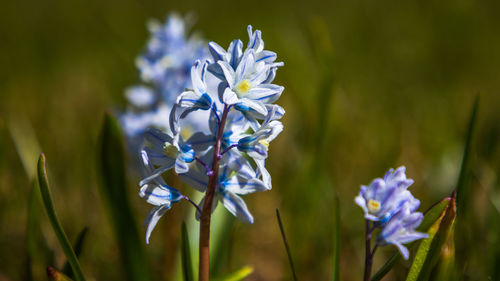 Close-up of purple flowers blooming outdoors