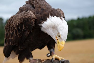 Close-up of eagle