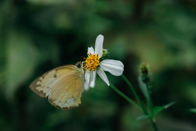 Close-up of butterfly pollinating on flower