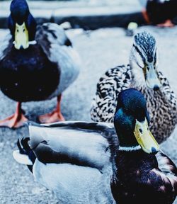 Close-up of birds perching