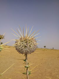 Close-up of wilted plant on field against clear sky