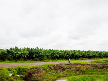 Scenic view of grassy field against sky