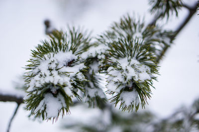 Close-up of tree against sky