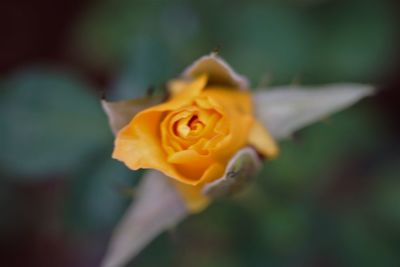Close-up of yellow rose