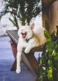 View of a cat yawning