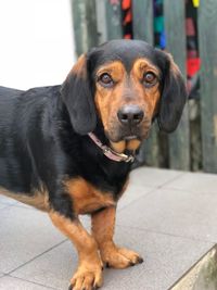 Close-up portrait of dog looking at camera