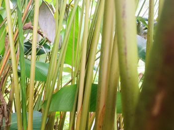 Close-up of bamboo plants