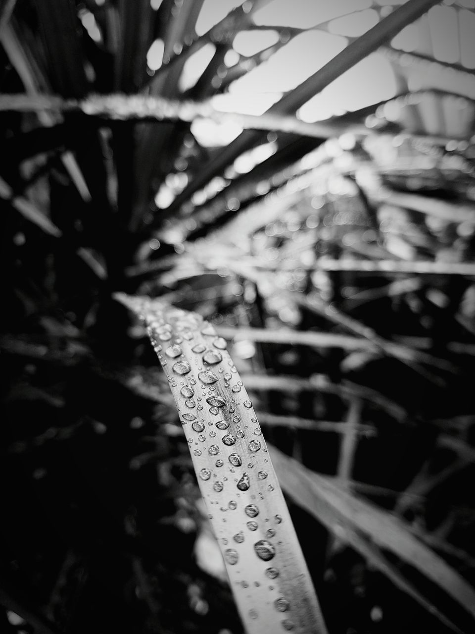 close-up, focus on foreground, selective focus, leaf, metal, day, no people, growth, outdoors, pattern, plant, nature, detail, sunlight, metallic, textured, high angle view, drop, built structure, wet