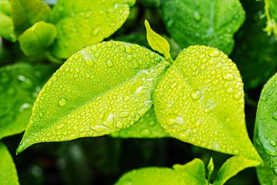 Close-up of raindrops on leaves