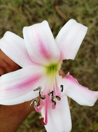 Close-up of pink flower blooming outdoors